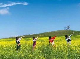 坝上草原7,8月间是油菜花盛开的好时节