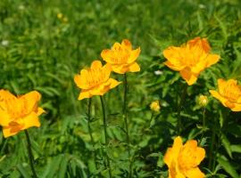 坝上草原刚采回来的金莲花