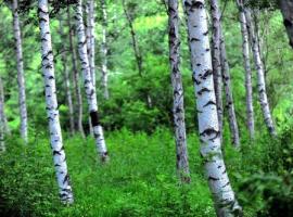 一路向北，走进天然草原丰宁坝上草原