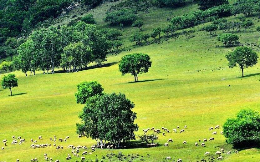 坝上草原 坝上草原
