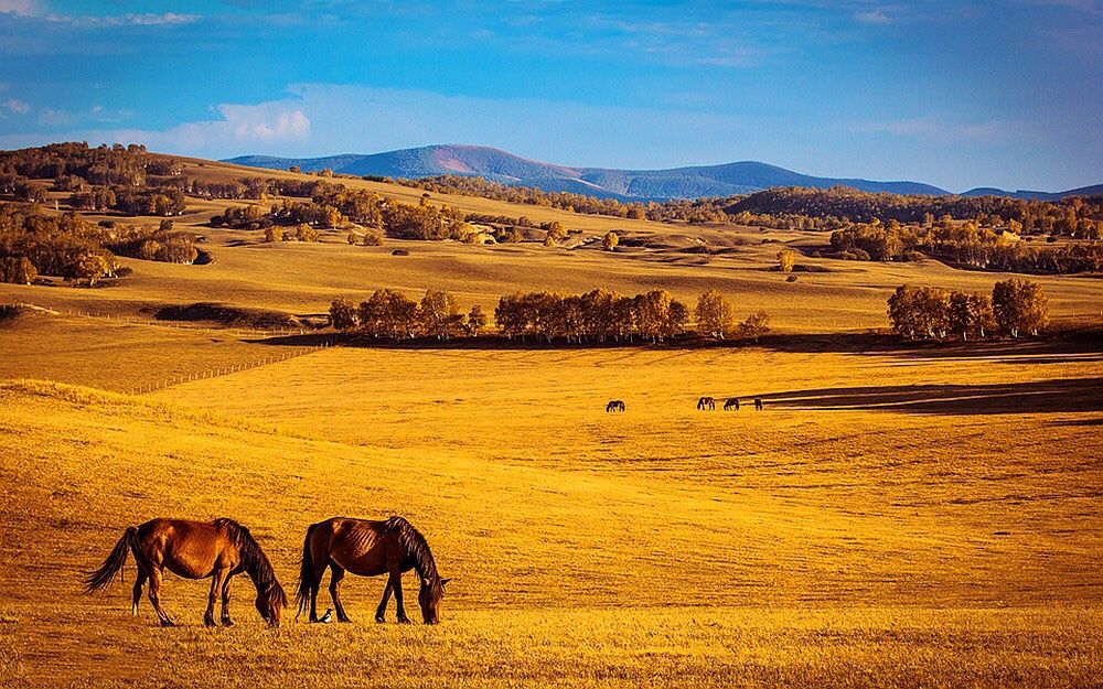 坝上草原 坝上草原