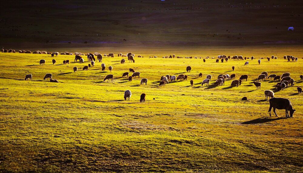 坝上草原 坝上草原